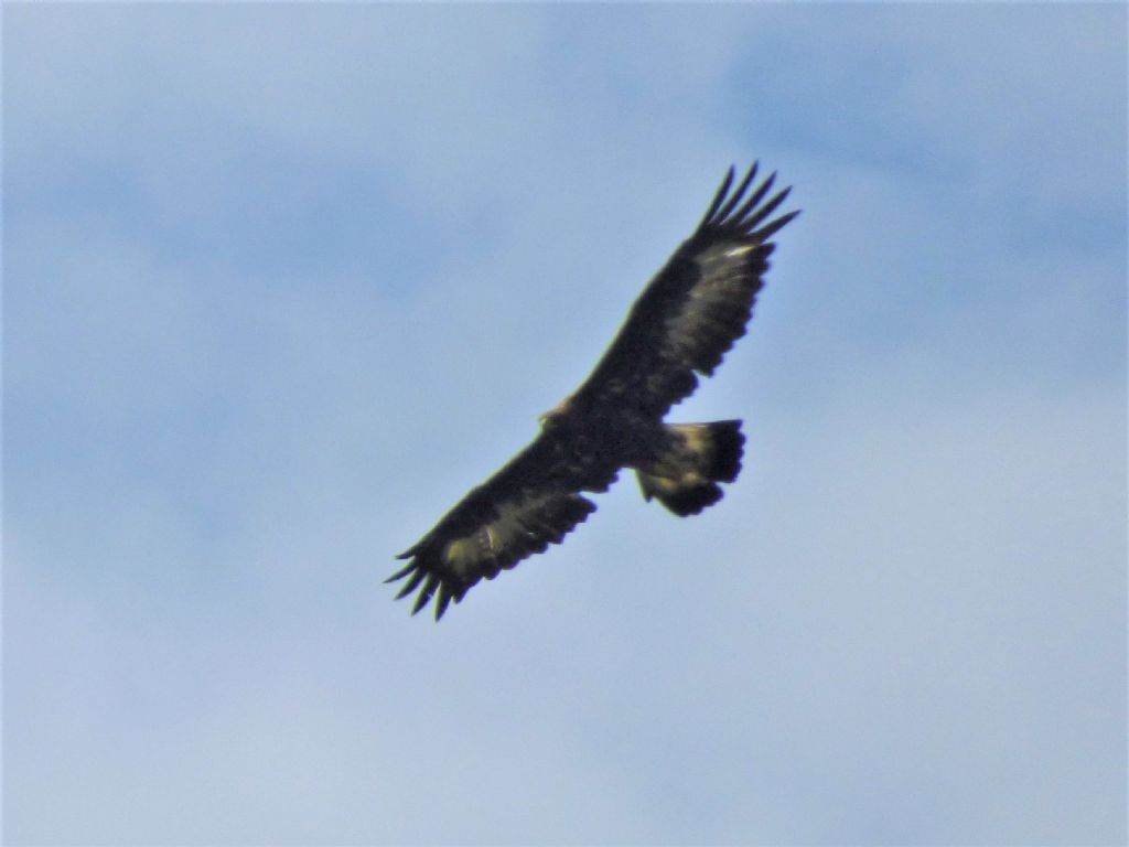 Aquila reale (Aquila chrysaetos)